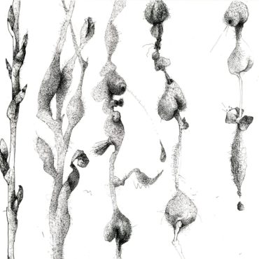 B&W Fronds, 14x17 inches, ink on paper
