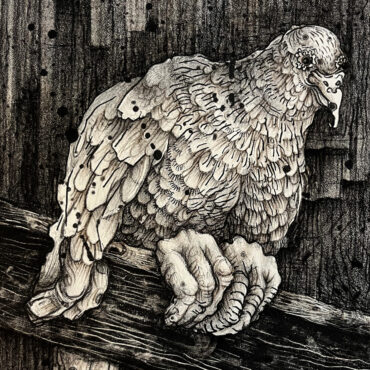 Barn Pigeon, Stone lithograph, oil-based ink on Somerset Satin paper 12 x 9 in.